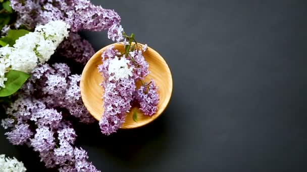 Beautiful spring branches of lilac on a black — Stock Video