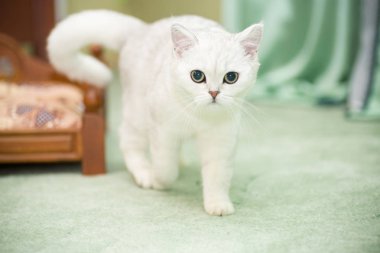 güzel genç kedi doğurmak İskoç chinchilla düz