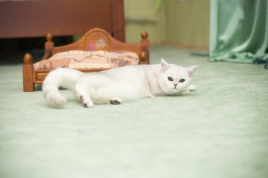 güzel genç kedi doğurmak İskoç chinchilla düz