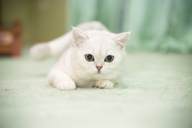 güzel genç kedi doğurmak İskoç chinchilla düz