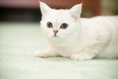 güzel genç kedi doğurmak İskoç chinchilla düz