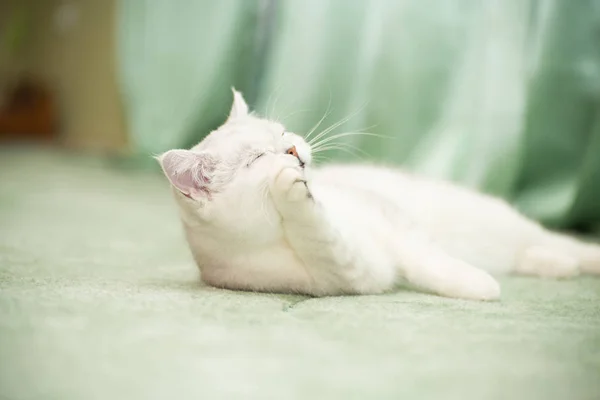 Hermoso joven gato crianza escocés chinchilla recta — Foto de Stock
