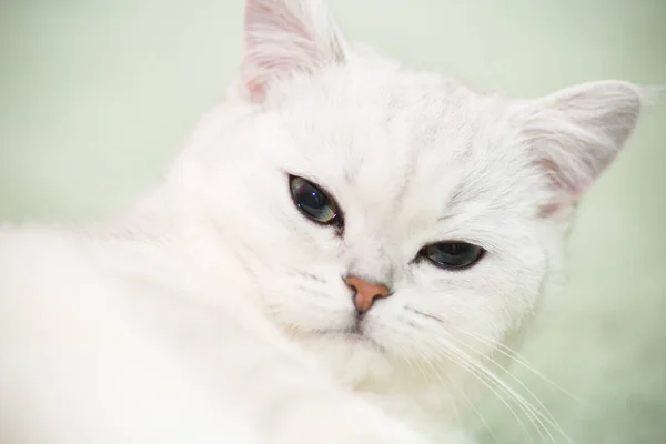 Bela jovem gato raça escocês chinchila reta — Fotografia de Stock