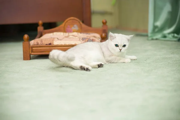 Hermoso joven gato crianza escocés chinchilla recta — Foto de Stock