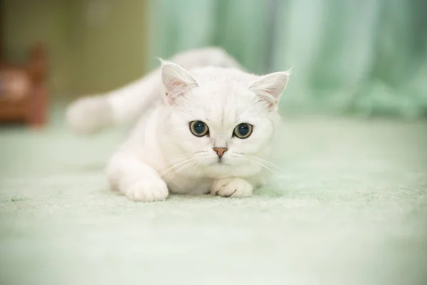 Beautiful young cat breed Scottish chinchilla straight — Stock Photo, Image