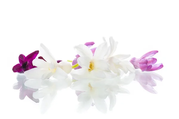 Colorful flowers of hyacinth on white background — Stock Photo, Image