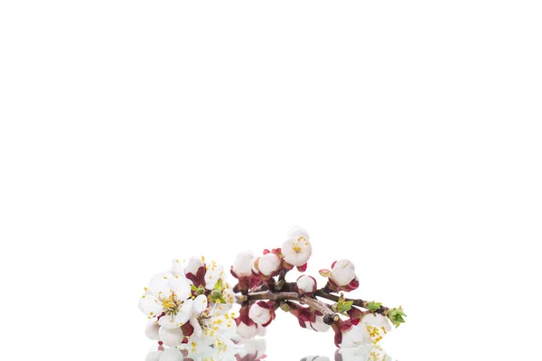 Branche avec des fleurs d'abricot sur fond blanc — Photo