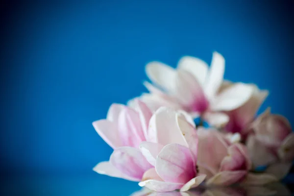 Lente mooie bloeiende Magnolia op een blauw — Stockfoto