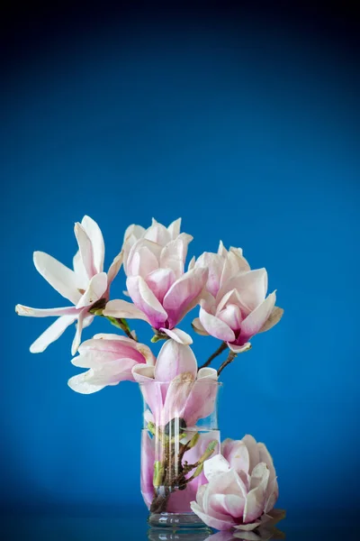 Primavera hermosa magnolia floreciente en un azul — Foto de Stock