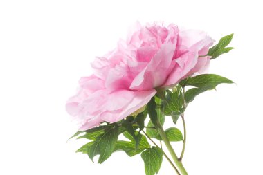 Pembe Şakayık çiçeği ,Paeonia suffruticosa, beyaz izole