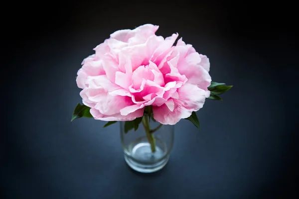 Rosa Peônia flor, Paeonia suffruticosa, isolado em preto — Fotografia de Stock