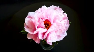 Pembe şakayık çiçek, Paeonia suffruticosa, siyah izole