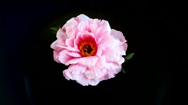 Roze pioen bloem, Paeonia suffruticosa, geïsoleerd op zwart — Stockvideo