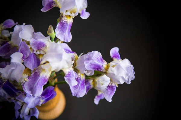 Vackra blå FLEURET-Iris. Det är på svart bakgrund. — Stockfoto