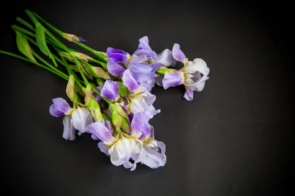 Krásný modrý fleuret-Iris. Je na černém pozadí. — Stock fotografie