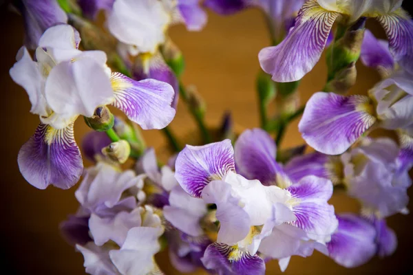 Gyönyörű kék Fleuret-Iris. Ez a fából készült háttér — Stock Fotó