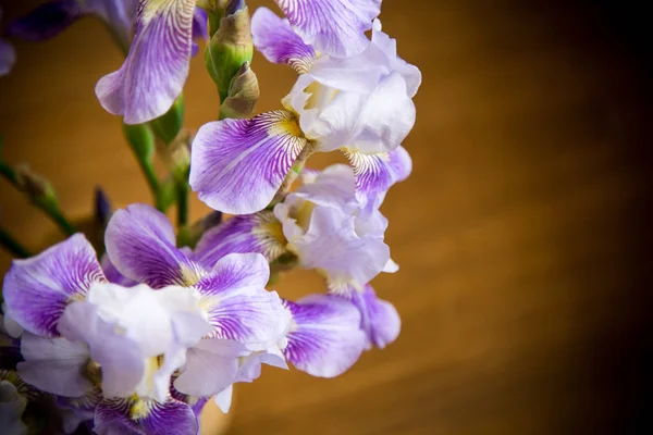 Piękny niebieski fleuret-Iris. To jest na drewnianym tle — Zdjęcie stockowe