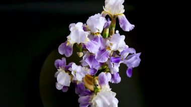 Güzel mavi fleuret- Iris. Bu siyah arka plan üzerinde.