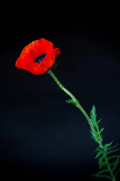 Bellissimo fiore di papavero rosso in fiore isolato su nero — Foto Stock