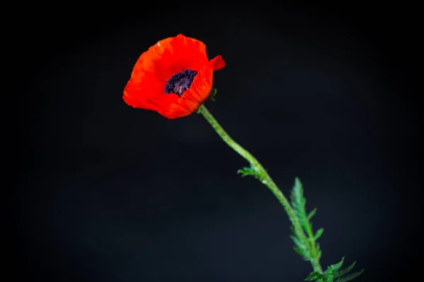 Beautiful red blooming poppy flower isolated on black — Stock Photo, Image