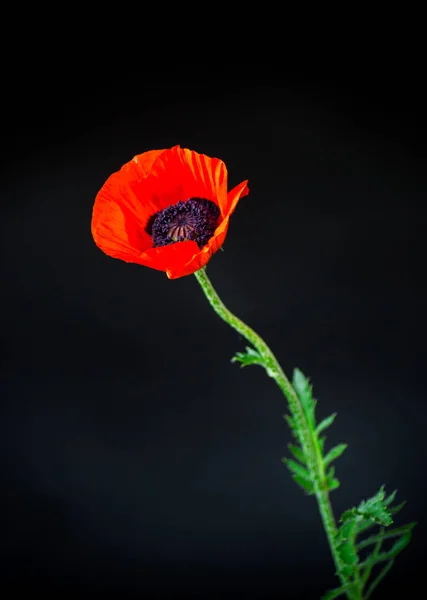 Bela flor de papoula florescendo vermelho isolado em preto — Fotografia de Stock