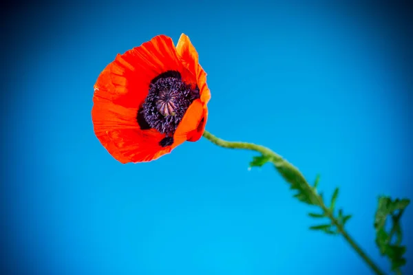 Beautiful red blooming poppy flower isolated on blue — Stock Photo, Image