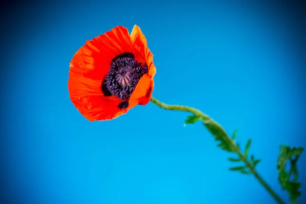 Bela flor de papoula florescendo vermelho isolado em azul — Fotografia de Stock