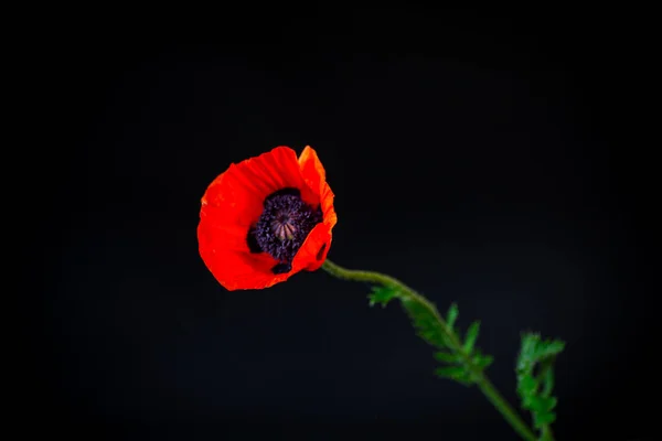 Beautiful red blooming poppy flower isolated on black — Stock Photo, Image