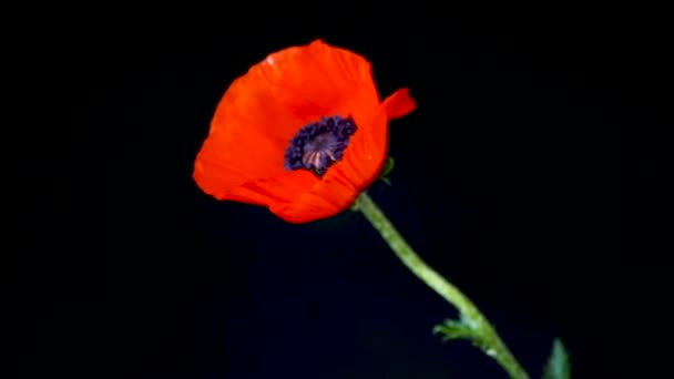 Красивый красный цветущий цветок мака изолирован на черном — стоковое видео