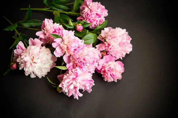 Kytice kvetoucích peonií na černém pozadí — Stock fotografie