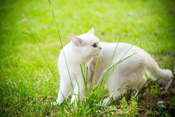 Szkocki Chinchilla krajowy kot prosto nogami spacery na zewnątrz — Zdjęcie stockowe