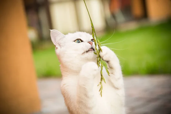 Yerli kedi doğurmak Iskoç chinchilla düz yürüyüş açık havada — Stok fotoğraf