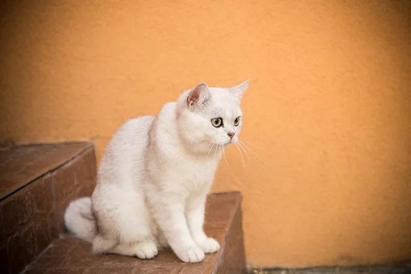 Gato doméstico crianza escocés chinchilla recta caminar al aire libre — Foto de Stock