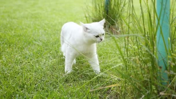 Scottish chinchilla domestic cat straight-legged walks outdoors — Stock Video