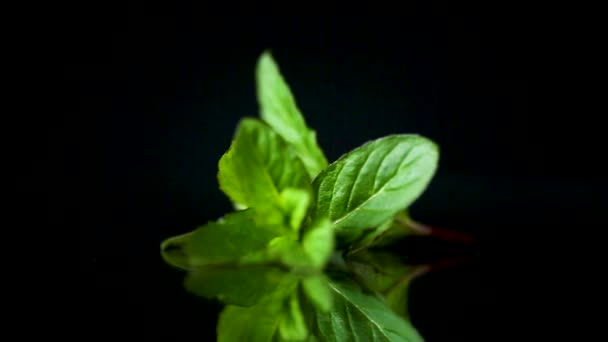 Racimo de menta verde fresca sobre fondo negro — Vídeo de stock