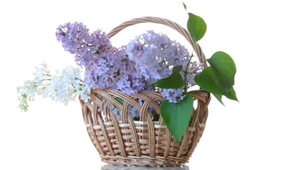 Ramo de flores de primavera de color lila aislado en blanco — Vídeos de Stock