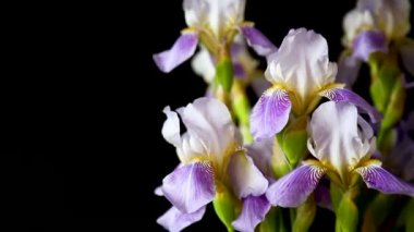 Güzel mavi fleuret- Iris. Bu siyah arka plan üzerinde.