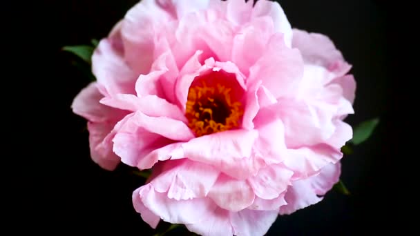 ピンクのピオニーの花、ペオニアのサフルティコサ、黒で隔離 — ストック動画