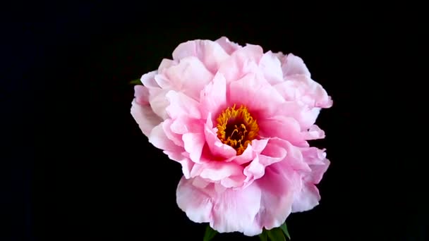 Fleur pivoine rose, Paeonia suffruticosa, isolée sur noire — Video