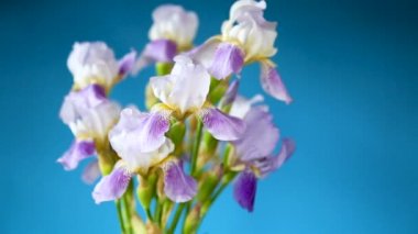 Güzel mavi fleuret-Iris. Mavi arka planda