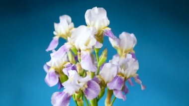 Güzel mavi fleuret-Iris. Mavi arka planda