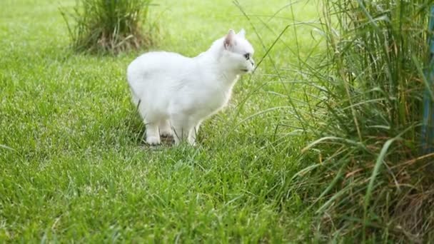 Шотландская шиншилла домашняя кошка прямоногая выходит на улицу — стоковое видео