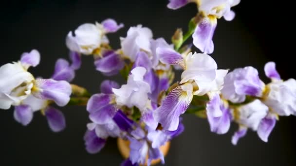 Krásný modrý fleuret-Iris. Je na černém pozadí. — Stock video