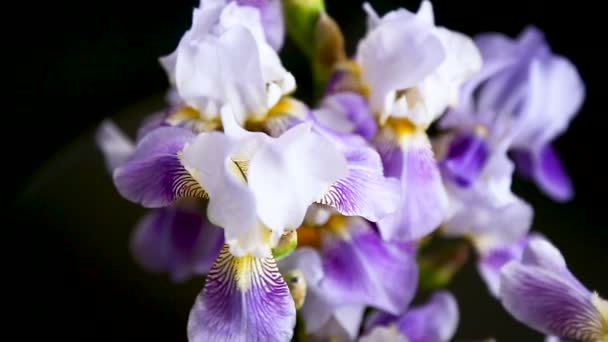 Hermosa flor azul- Iris. Está sobre fondo negro . — Vídeos de Stock