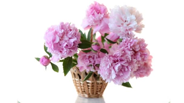 Bouquet of blooming peonies on white background — Stock Video