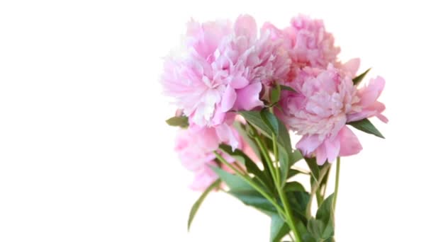 Bouquet de pivoines fleuries sur fond blanc — Video