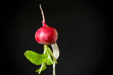 siyah arka planda taze organik kırmızı turp