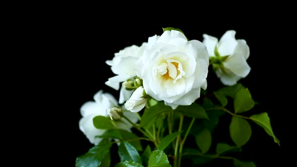 Strauß schöner weißer Rosen auf einem schwarzen — Stockvideo