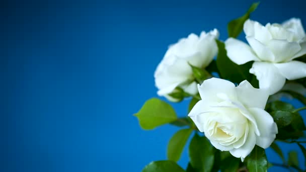 Ramo de hermosas rosas blancas sobre un azul — Vídeos de Stock