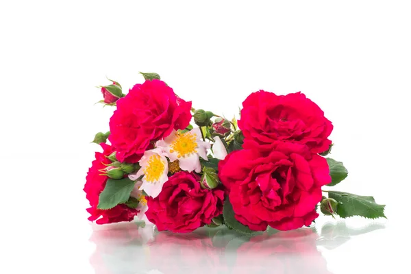 Csokor szép piros rózsa a fehér — Stock Fotó